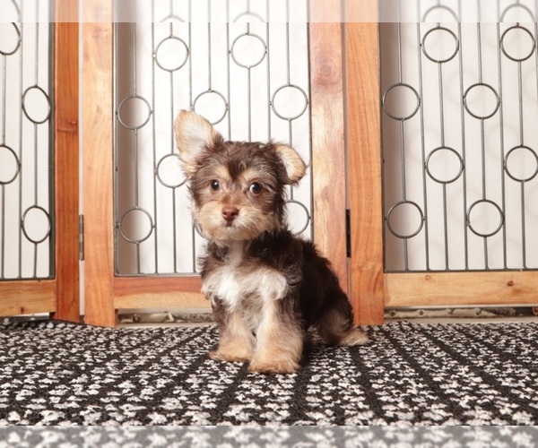 Medium Photo #8 YorkiePoo Puppy For Sale in NAPLES, FL, USA