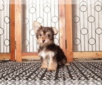 Small Photo #8 YorkiePoo Puppy For Sale in NAPLES, FL, USA