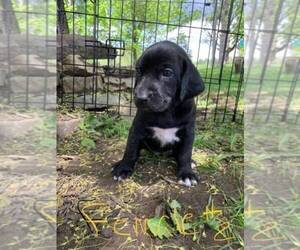 Catahoula Leopard Dog Puppy for sale in POTSDAM, NY, USA