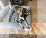 Small #10 American Pit Bull Terrier Mix
