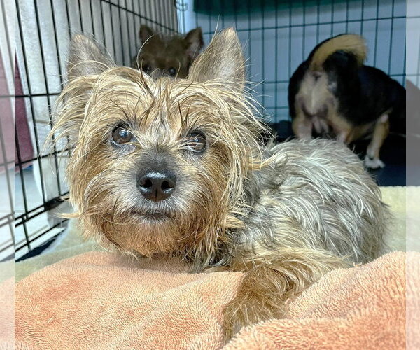 Medium Photo #2 Mutt Puppy For Sale in Boonton, NJ, USA