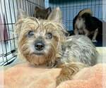 Small #1 Mutt