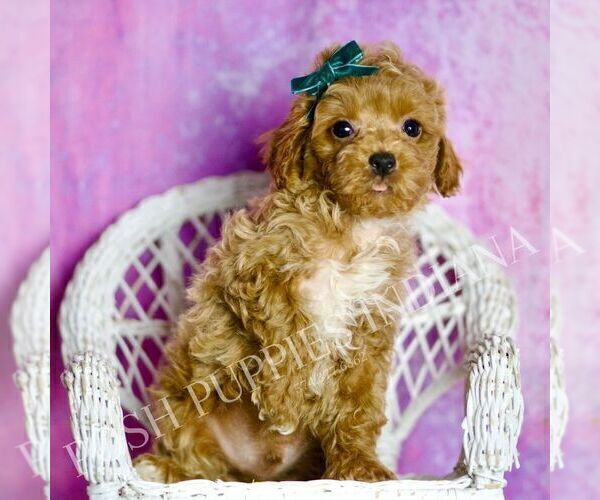 Medium Photo #13 Poodle (Toy) Puppy For Sale in WARSAW, IN, USA