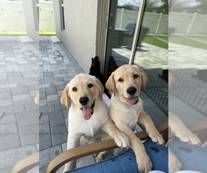 Labrador Retriever Puppy for sale in RUSKIN, FL, USA