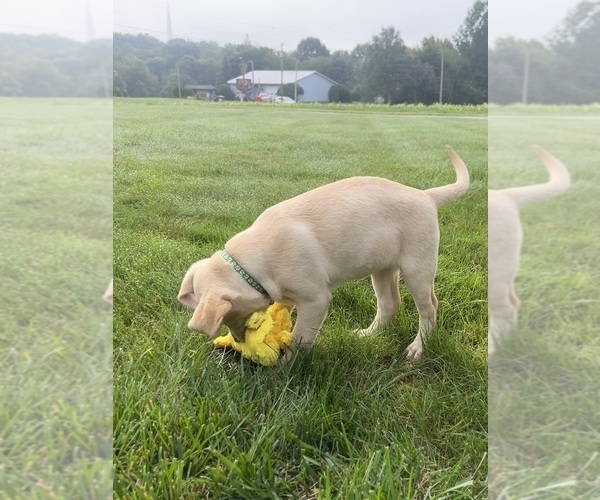Medium Photo #12 Labrador Retriever Puppy For Sale in FREDERICKSBG, OH, USA