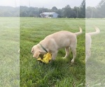 Oakley - Female Labrador Retriever Puppy for Sale - Photo #12