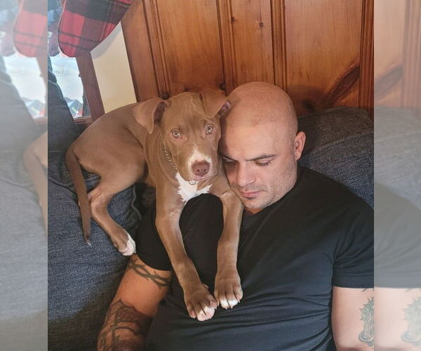 Medium Photo #3 American Pit Bull Terrier Puppy For Sale in Oakhurst, NJ, USA