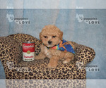 Small Photo #1 Maltipoo-Poodle (Toy) Mix Puppy For Sale in SANGER, TX, USA