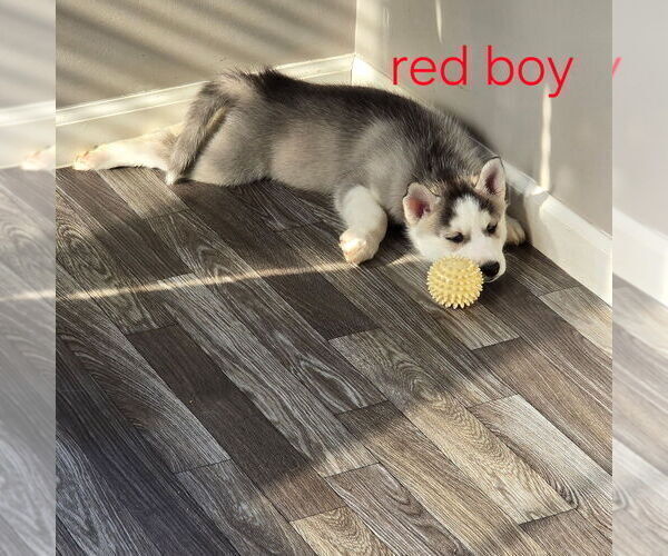 Medium Photo #11 Siberian Husky Puppy For Sale in KING GEORGE, VA, USA