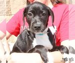 Small #3 Labrador Retriever Mix