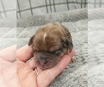 Small Photo #22 Puggle-Shih Tzu Mix Puppy For Sale in NEW YORK MILLS, MN, USA
