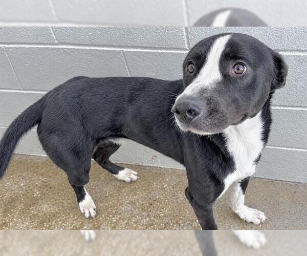 Medium Photo #1 Border Collie-Greyhound Mix Puppy For Sale in Houston, TX, USA