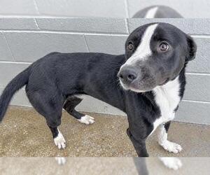 Border Collie-Greyhound Mix Dogs for adoption in Houston, TX, USA