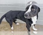 A662833 - Male Border Collie-Greyhound Mix Dog for Adoption - Small photo