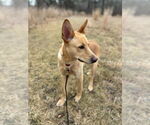 Small #10 German Shepherd Dog Mix