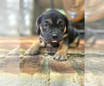 Small #3 American French Bull Terrier