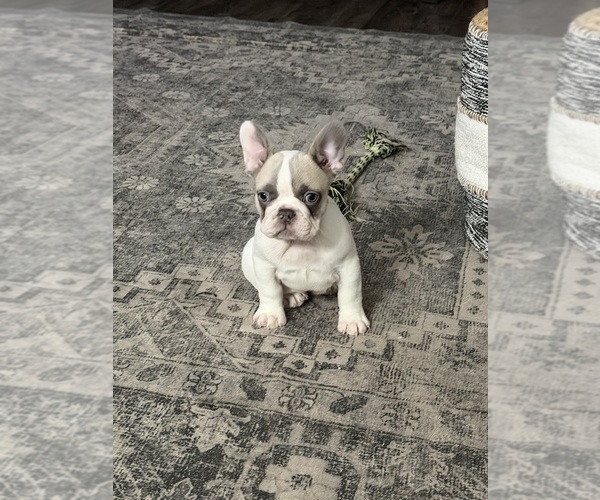 Medium Photo #25 French Bulldog Puppy For Sale in FOUNTAIN CITY, IN, USA