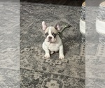 Small Photo #25 French Bulldog Puppy For Sale in FOUNTAIN CITY, IN, USA