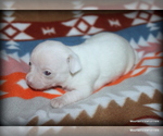 Puppy All White Tonio Chihuahua