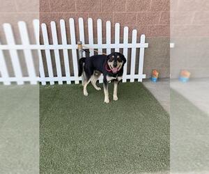 German Shepherd Dog-Unknown Mix Dogs for adoption in Modesto, CA, USA