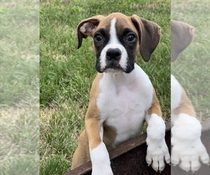 Boxer Puppy for sale in BEECH GROVE, IN, USA