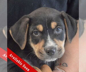 Rottweiler-Unknown Mix Dogs for adoption in Huntley, IL, USA