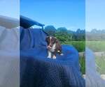 Small #5 Australian Shepherd-Chihuahua Mix