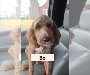 Father of the Goldendoodle puppies born on 06/10/2025