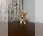 Small #53 Pembroke Welsh Corgi