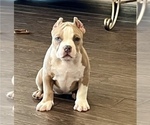 Small Photo #2 American Bully Puppy For Sale in SAN ANTONIO, TX, USA