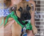 Small #4 Mutt