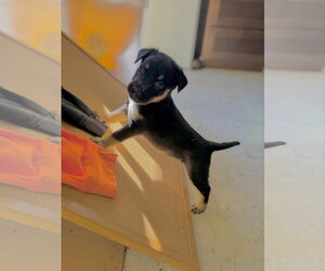 Belle - Female Labrador Retriever-Unknown Mix Dog for Adoption - Photo #2