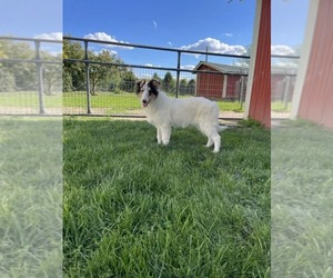 Collie Puppy for sale in ALLEN, MI, USA