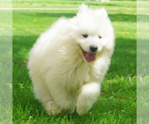 Samoyed Puppy for sale in THORP, WI, USA