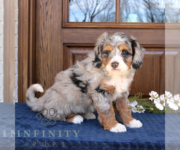 Medium Photo #2 Bernedoodle (Miniature) Puppy For Sale in NARVON, PA, USA