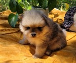 Image preview for Ad Listing. Nickname: Waltz