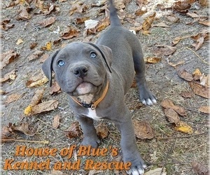 American Pit Bull Terrier Puppy for sale in DELAWARE, OH, USA