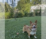 Small #4 Pembroke Welsh Corgi