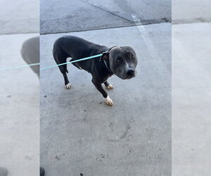 American Staffordshire Terrier Dogs for adoption in Bakersfield, CA, USA