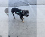 Small American Staffordshire Terrier