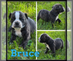 Image preview for Ad Listing. Nickname: Bruce