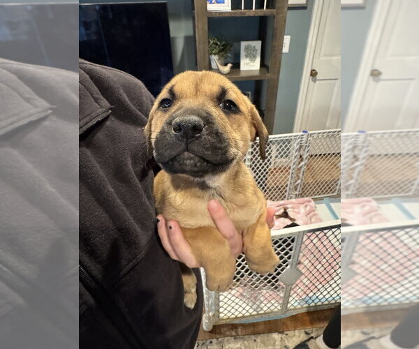 Medium Photo #5 Labrottie Puppy For Sale in Brewster, NY, USA