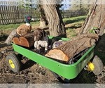 Small Photo #38 German Shorthaired Pointer Puppy For Sale in EVANSVILLE, WY, USA