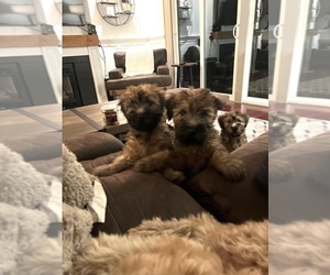 Soft Coated Wheaten Terrier Puppy for sale in AUBURN, CA, USA