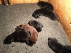 Small Photo #1 Labrador Retriever Puppy For Sale in MERIDEN, KS, USA