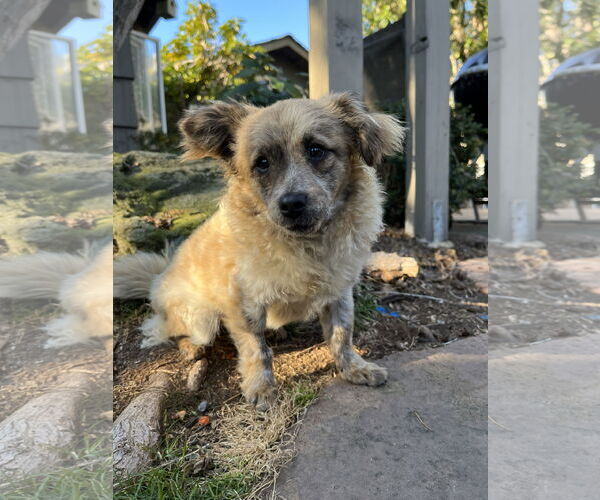 Medium Photo #4 Chiranian Puppy For Sale in San Francisco, CA, USA