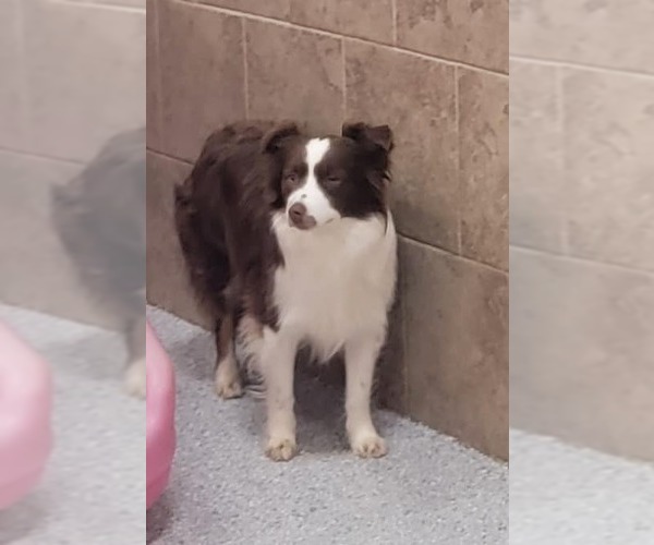 Medium Photo #3 Border Collie Puppy For Sale in Highland, IL, USA