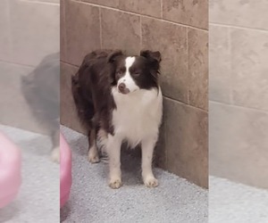 Crimson - Female Border Collie Dog for Adoption - Photo #3