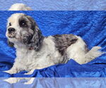 Small Photo #4 Havashu Puppy For Sale in Cuba, NY, USA