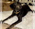 Small #1 Labrador Retriever Mix